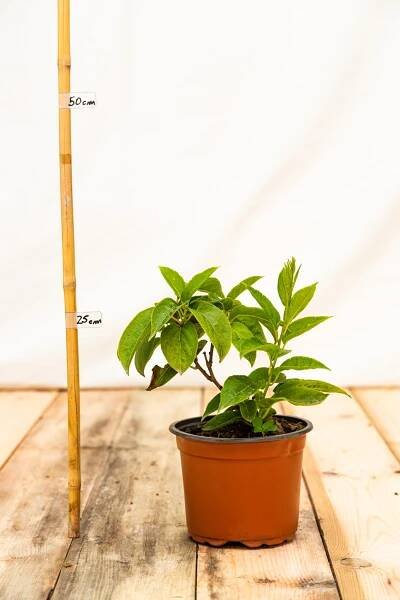Kiwi Japsai 20+ cm, kont.