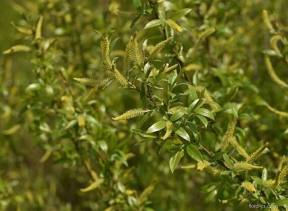Vrba trojmužná (Salix triandra)
