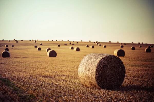 Coronach, Saskatchewan issued BDO Zone 'A' Rating for Flax Straw - BDOZone