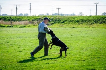 11 – dogtrainer – Výchova a výcvik psov