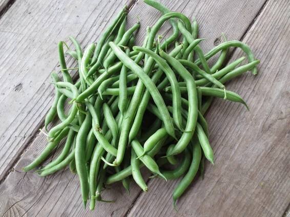 Blue Lake 274 Bush Bean