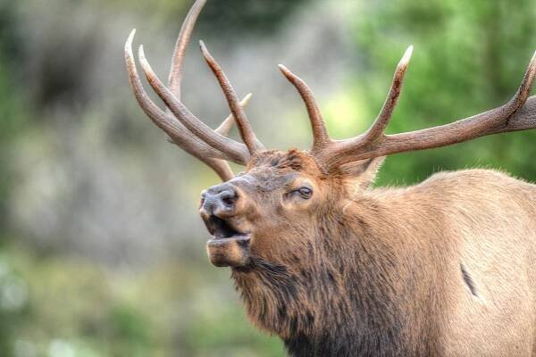 Amber Elk Ranch - Visit Ludington
