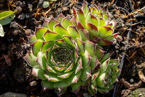 Netřesk 'Alpinum' - Sempervivum tectorum 'Alpinum'