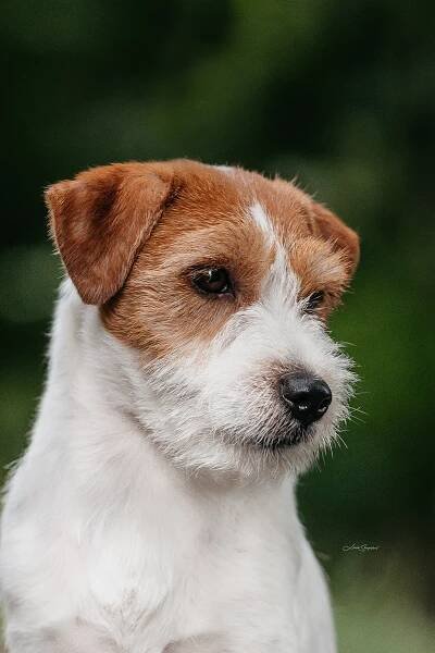 C VRH OD HADÍHO POTOKA – Jack Russell teriér od Hadího potoka