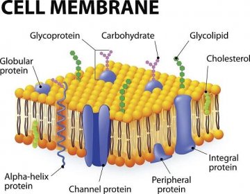 As Biology Transport Across Cell Membrane Structure Of The Cell - Vrogue