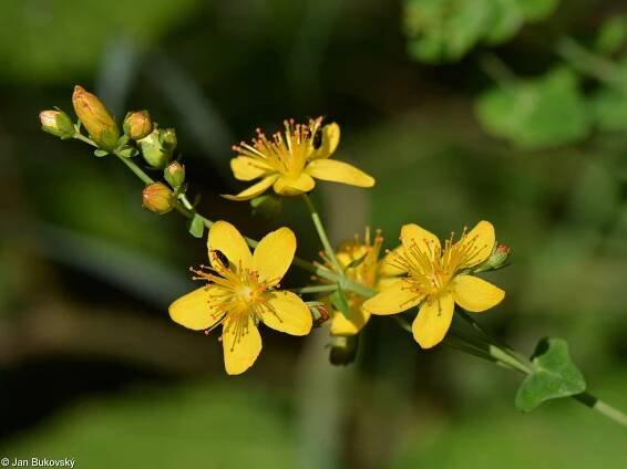 fotografický klíč k určování cévnatých rostlin :: BOTANICKÁ FOTOGALERIE