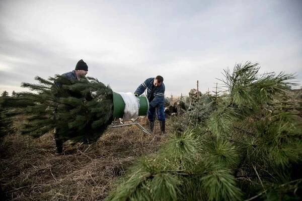 Balení vánočních stromků pro převoz do firmy Zafido na plantáži v obci Konětopy ve Středních Čechách.