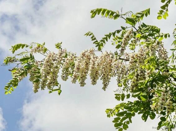 Trnovník akát (Robinia pseudoacacia)