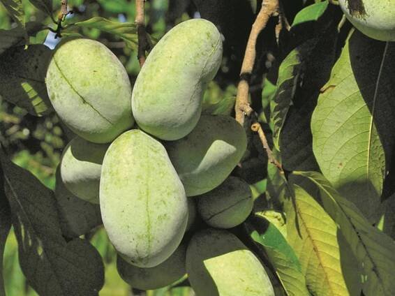 Asimina triloba KSU Atwood