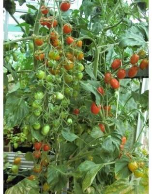 RAJČE tyčkové datlové Mandat (F1) (Solanum lycopersicum L) 8 semen.