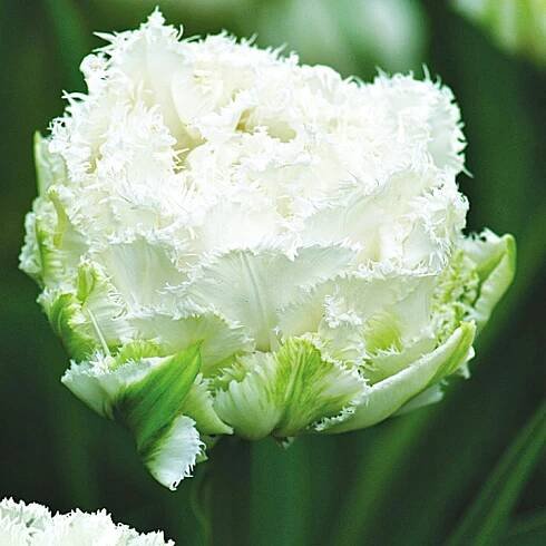 Tulipán Špičatý Snow Crystal 5 ks Tulipány Cibulky tulipánů Cibule
