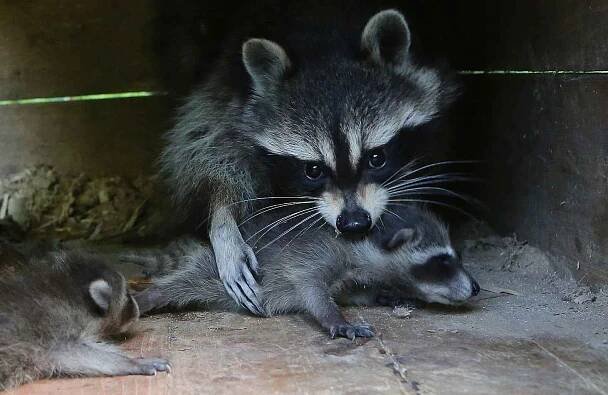 Zoo Děčín hlásí přírůstek v expozici mývalů severních. 
