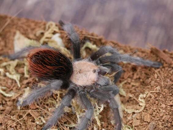 Golden Red Rump Tarantula (Brachypelma albiceps) Care — The Tarantula Collective