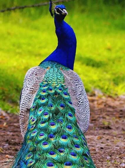 10 colourful birds to spot in Uttarakhand