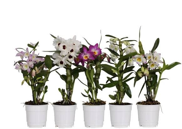3 kusy Dendrobium Nobile - bambusová orchidej | Exotická pokojová rostlina do domácnosti, nenáročná na péči a kvetoucí – ideální pro milovníky orchidejí