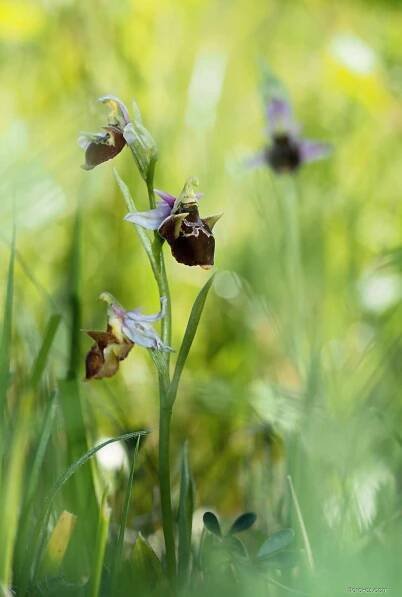 Tořič čmelákovitý Holubyho (Ophrys holoserica subsp holubyana)
