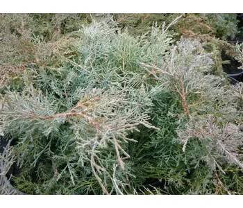 Jalovec prostřední 'Pfitzeriana Glauca' - Juniperus media 'Pfitzeriana Glauca' Kontejner o objemu 20 litrů velikost 60-80 cm
