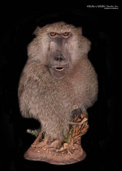 Wellers_Other_Baboon_05082019