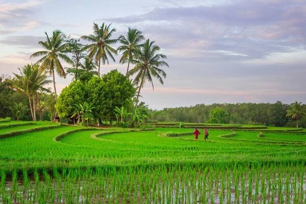 Základová fotografie na téma bali rýžová pole, ekologické zemědělství, exotická lokalita, farmářské pole, fotosyntéza, horizont