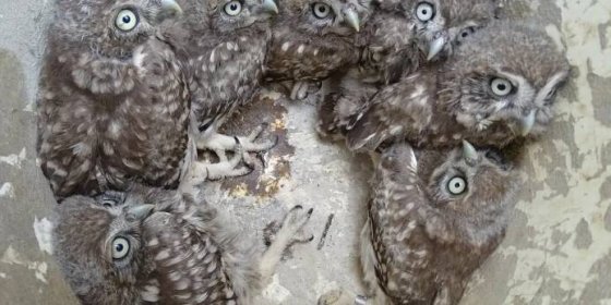 Kriticky ohroženým sýčkům se v Česku začíná opět dařit. Vědci našli hnízdo s rekordním počtem ptáčat