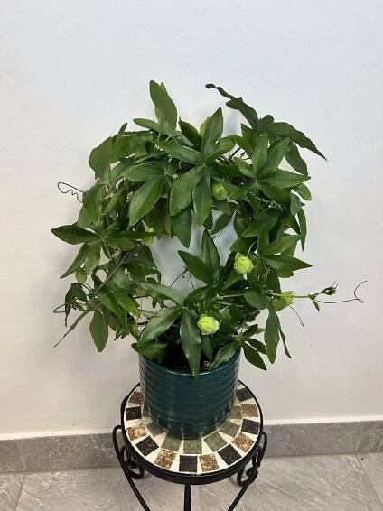 Mučenka na kruhu (Passiflora)