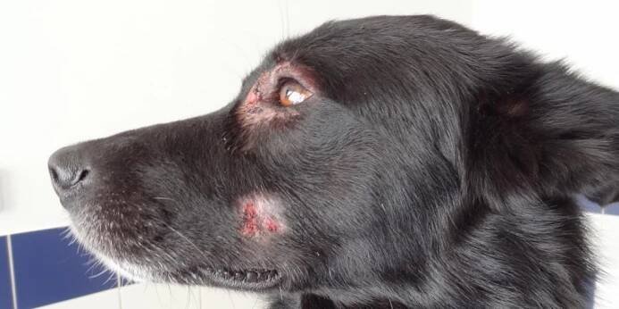 Dermatitida u psů: Co to je?, Příznaky, typy a další