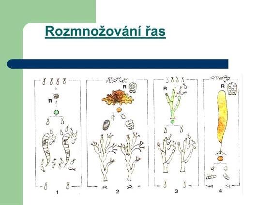 PPT - Rozmnožování rostlin PowerPoint Presentation, free download - ID:4722978