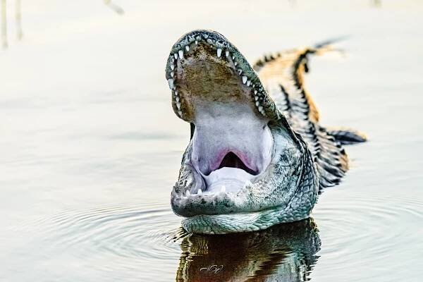 AlBJ Photography - Wildlife