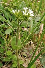 Atlas - fotogalerie: cerastium; rostlina 1