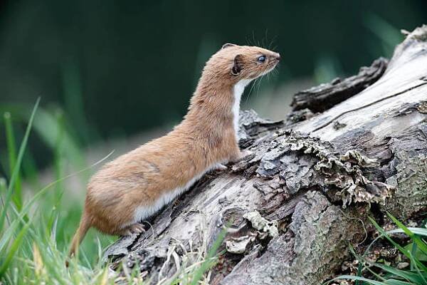 lasička, mustela nivalis, - lasička - stock snímky, obrázky a fotky