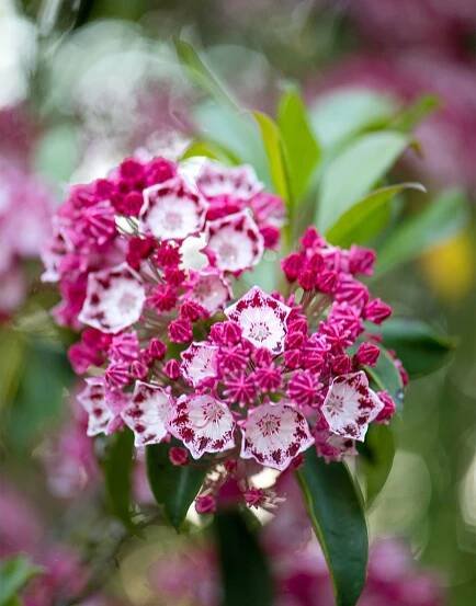 yankee doodle kalmia latifolia