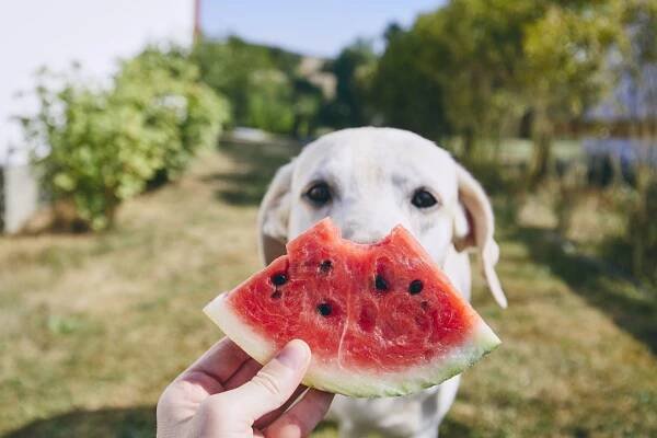 Ovoce je velmi zdravé, ale jenom pro někoho. U psa může způsobit vážnou otravu