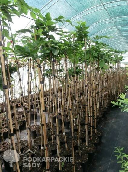 Habr obecný PENDULA – štěpený 120 cm