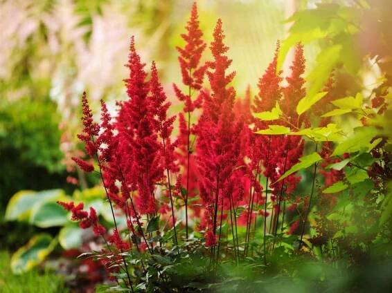 Astilbe- tips and guidance for the best possible care