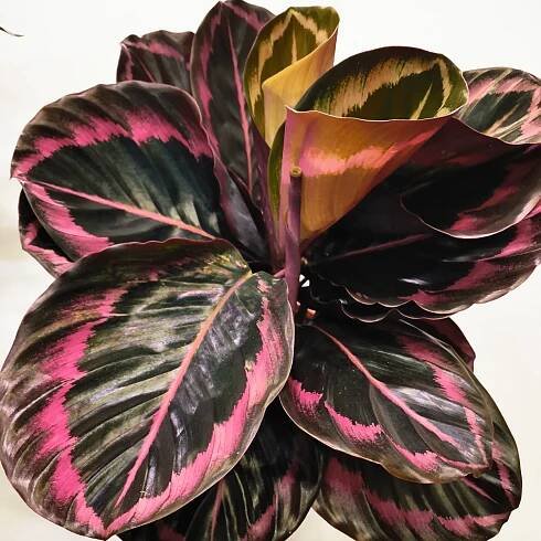 Calathea Roseopicta Surprise Star