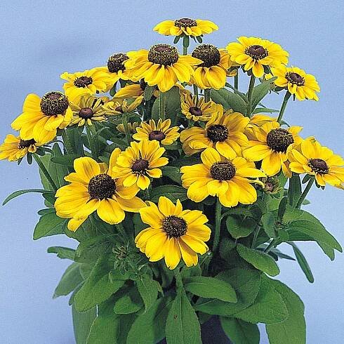 RUDBECKIA ‘TOTO’
