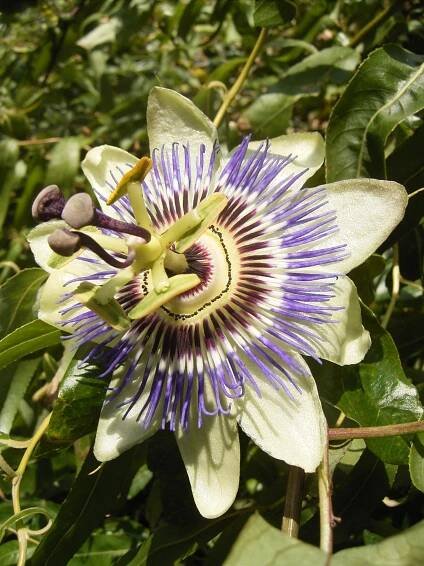 Passiflora caerulea - Wikimedia Commons
