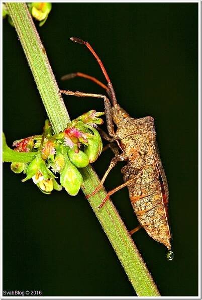 Vroubenka smrdutá (Coreus marginatus (Linnaeus, 1758))