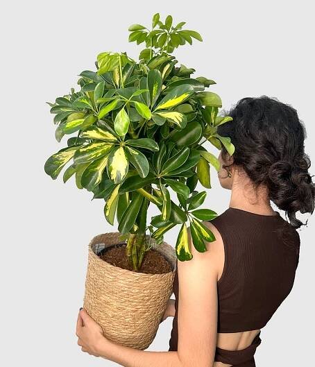 Schefflera2