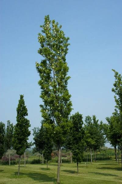 Robinia pseudoacacia 'Pyramidalis' | trnovník akát 'Pyramidalis' - Van den Berk školky