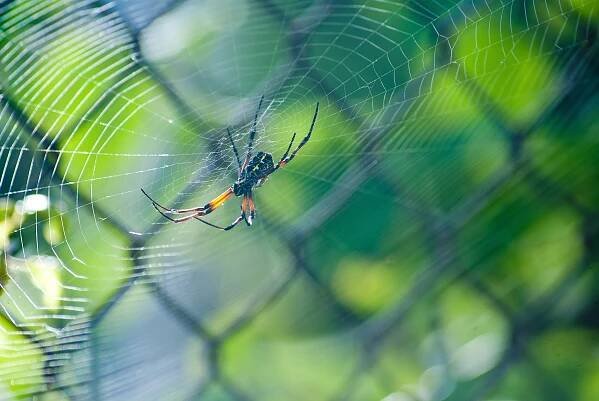 Exploring the Fascinating World of Spiders
