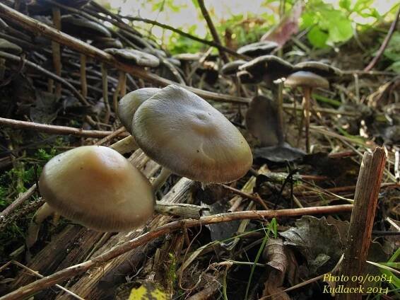 Lysohlávka tajemná česká - Psilocybe serbica var. bohemica - Kudluv fotoatlas hubKudluv fotoatlas hub