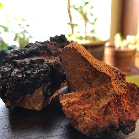 Dig Deeper: Chaga Extract