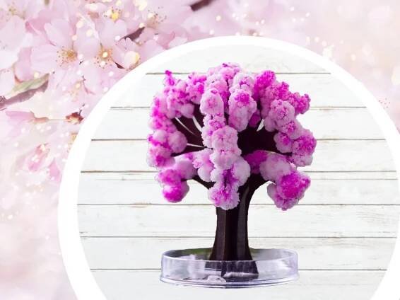 Rozkvétající sakura strom
