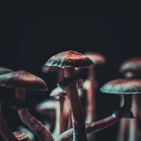Psilocybin retreat New York