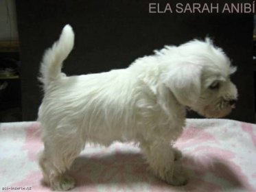 Knírač malý bílý | Inzerce psů, psí inzerce