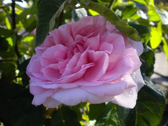 Englische Rose 'Gertrude Jekyll' • Rosa 'Gertrude jekyll'