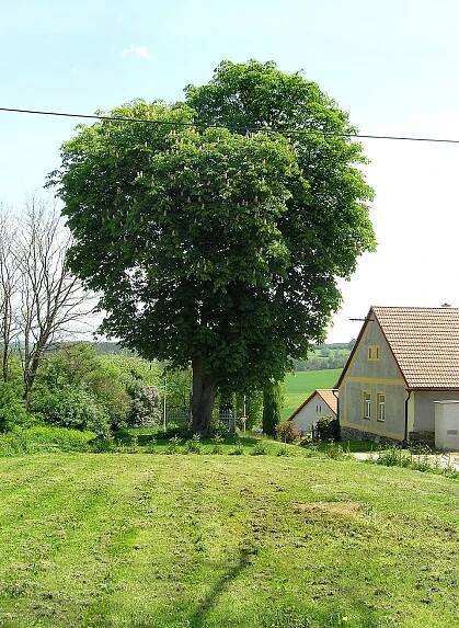 Soubor:Vojkov, Zahrádka, common.jpg