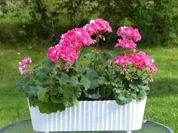 Nastává čas množení pelargonií - HomeInCube