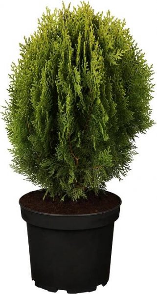 OBI Zeravec východní "Aurea Nana" žlutý výška cca 10 - 20 cm květináč cca 2 l